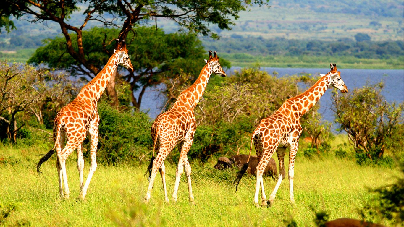 AF-UGA-T-Giraffen