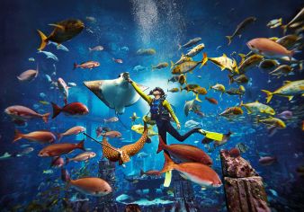 predatordive