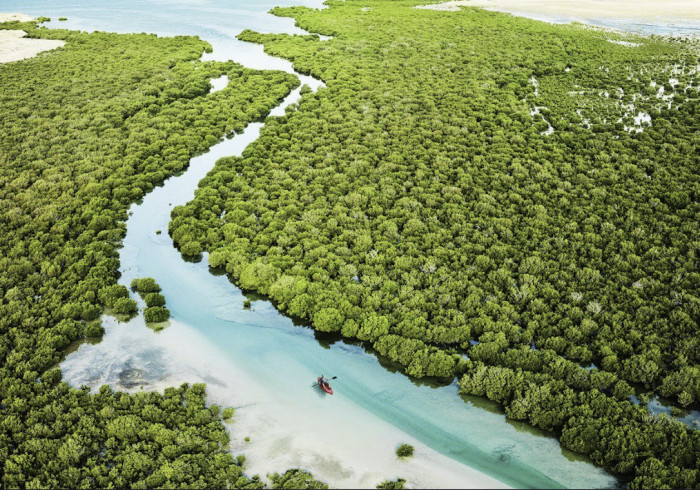 Al_Thakira_Mangroves