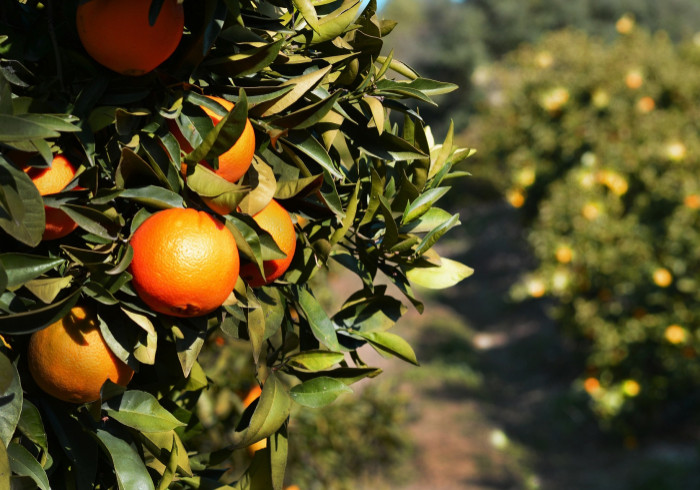 andalusien-orangen