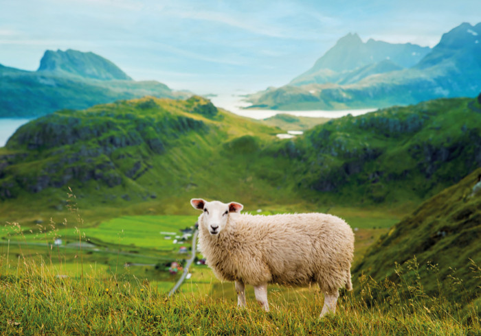 Nordland_Schaaf_shutterstock_713045038_b_CMYK