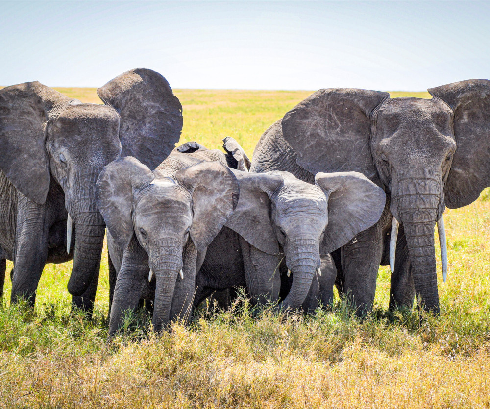 AF-TAN-T-Elefant-FWB20182-07387 SMedit