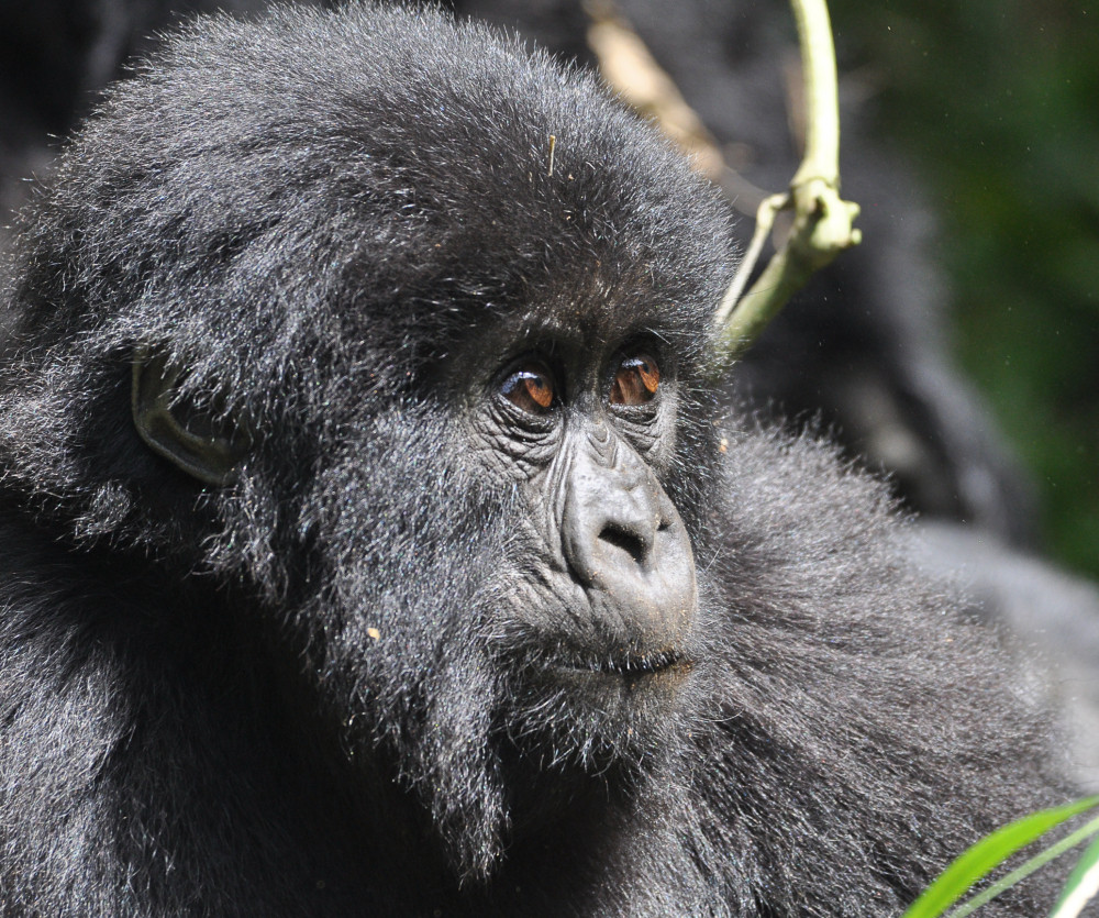 AF-RUA-T-Junger Gorilla
