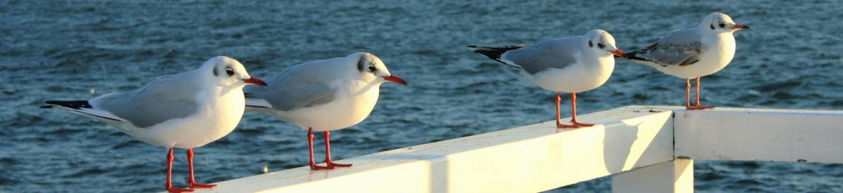 the-seagulls-630915