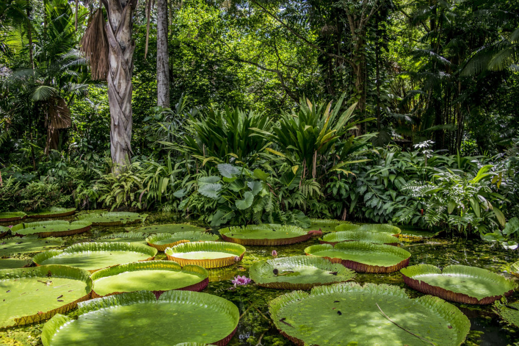 Amazonas