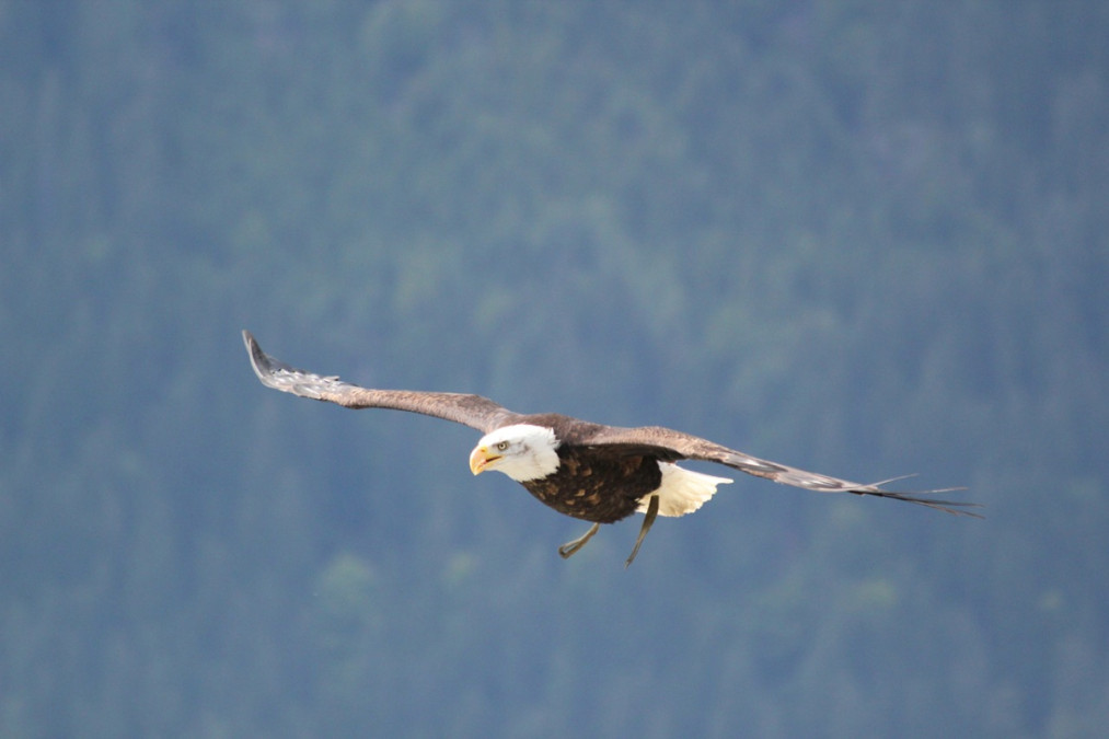 Adler