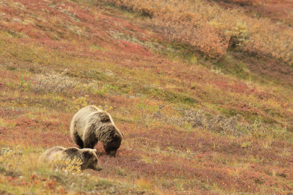 Grizzly