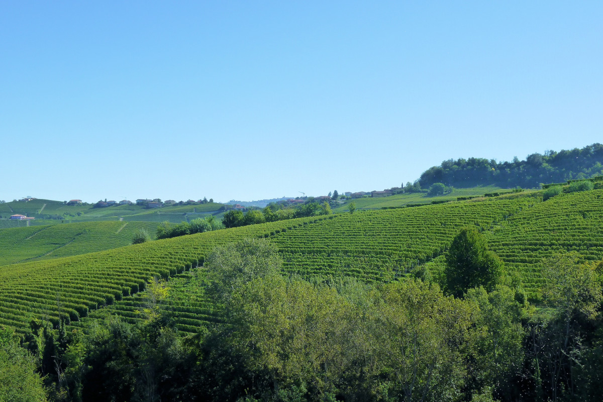 original_118391_Italien_Piemont_weinberge