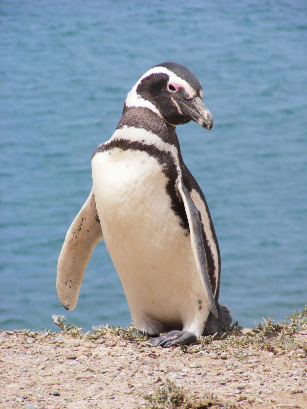 original_Pinguin_Puerto_Madryn