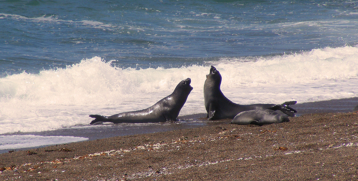 original_Seel_wen_Puerto_Madryn