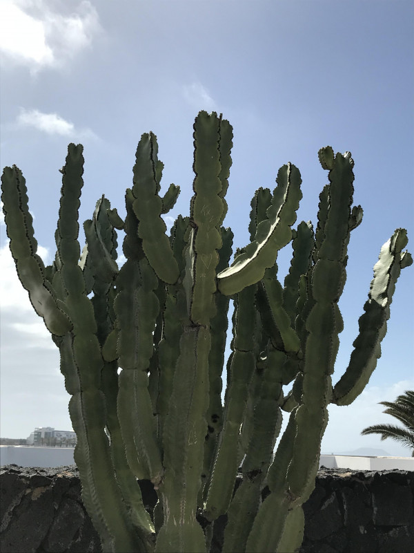 original_IMG_0238_Kaktus