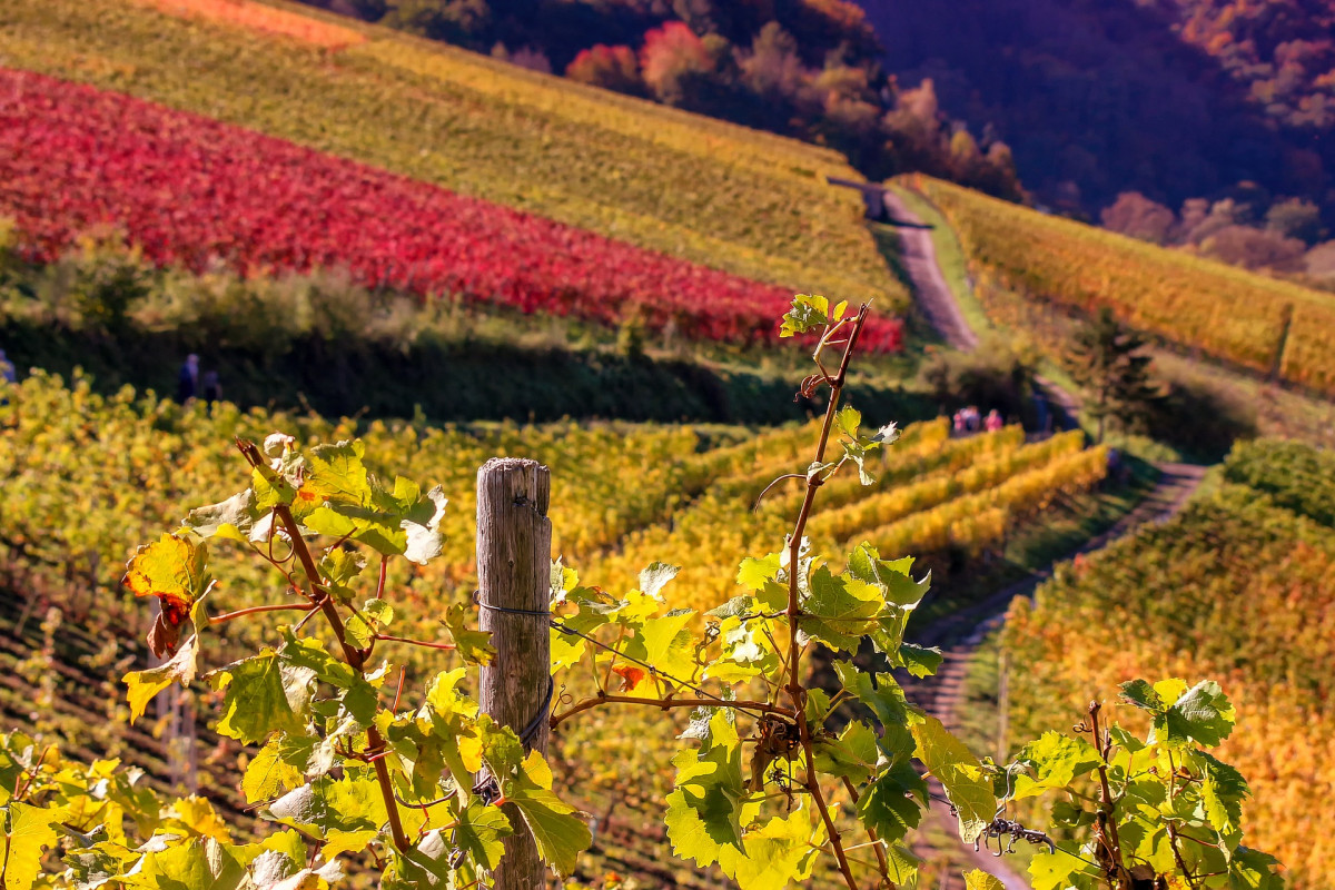 original_pixabay_herbst-wein