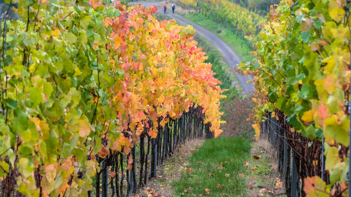 original_pixabay_herbst-wein_1