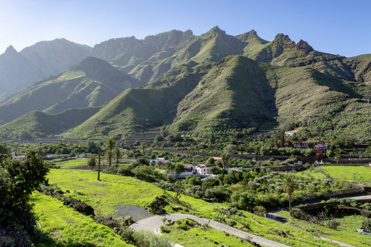 original_Gran_Canaria_Obstplantage