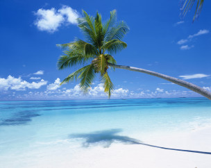 original Malediven Palme