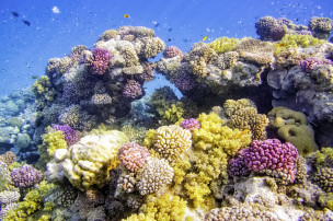 original  Colorful Coral Reef on Red Sea Marsa Alam Egyp