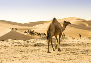 original_W_ste_Oman