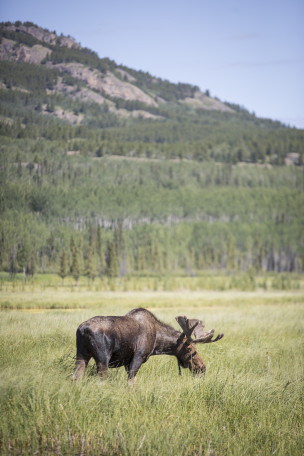 original Whitehorse Yukon credit  Noel Hendrickson
