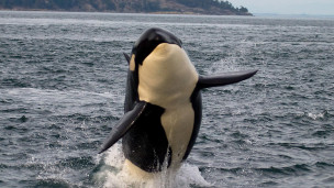 original Sidney Whale Watching Sidney British Columbia copyright Indigenous Tourism Canada 2 