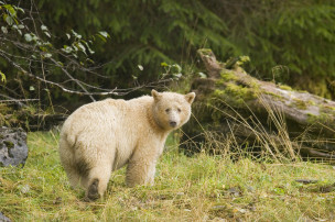 original BC - Great Bear Rainforest credit Spirit Bear Lodge 
