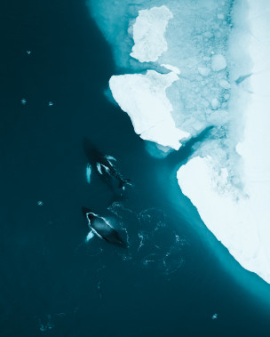 original GREENLAND-2019-116-10478085-Photo Stian  Klo