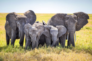 original AF-TAN-T-Elefant-FWB20182-07387 SMedit 2