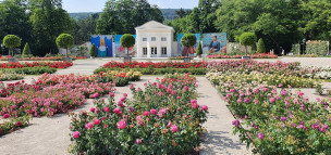 original Donau  sterreich Baden - Rosarium