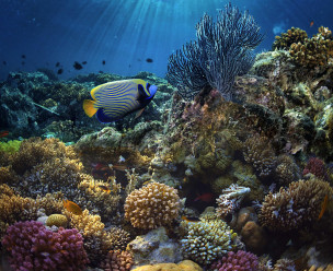 original Fish 1