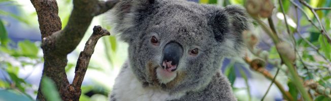 Koalas Knuddeln in Australien