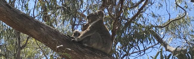 Koalas in freier Natur