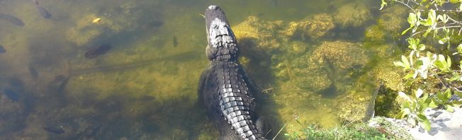 Ein Besuch in den Everglades