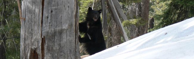 Sequoia National Park: Bäume, Bäume und nochmals Bäume